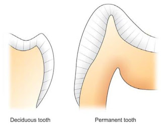 enamel rods direction in deciduous and permanent teeth