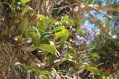 Cattleya nobilior orchid plant care and culture