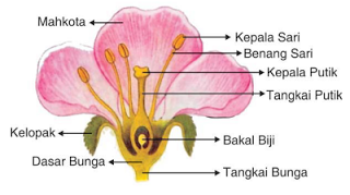 Organ Pada Tumbuhan Dan Fungsinya