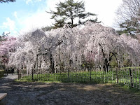 邸宅跡地に咲く“近衛の桜”