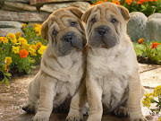 Cachorros Shar Pei (Piel de Arena). Publicado por toni el 14.4.11