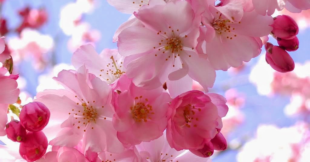 45 Gambar  Bunga  Sakura  Paling Indah 