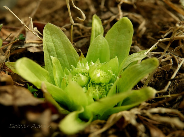 Petasites japonicus