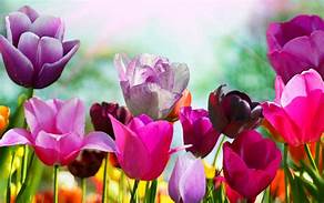 Flowers image 4k