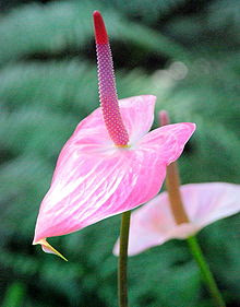 Anthurium