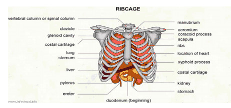 Organs Underneath Back Rib Cage : Posterior View Of The ...
