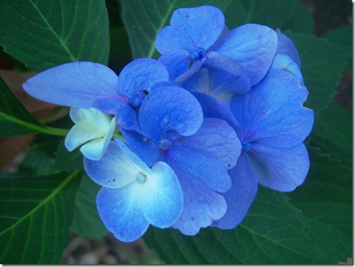 Flowers 019