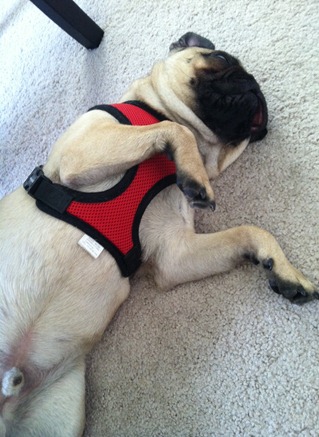 sleepingpug