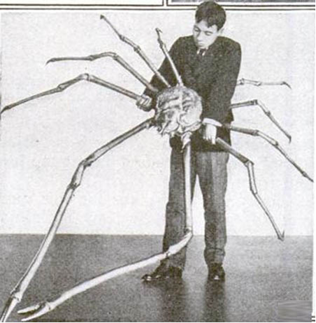 Kepiting laba-laba Jepang