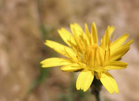 flor amarilla