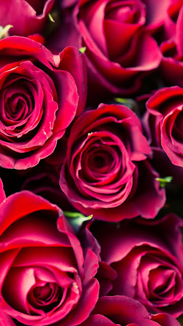 valentine love flower background