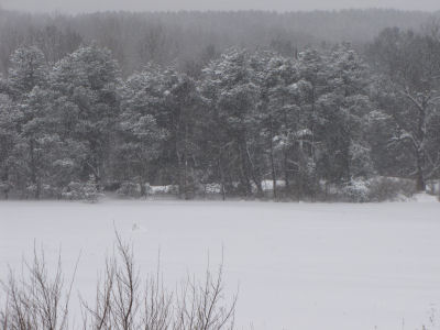 pines in snowstorm