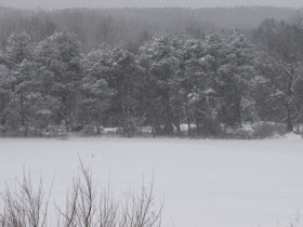 pines in snowstorm