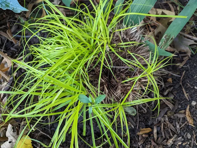 Carex Everillo - Sedge with Center Rot