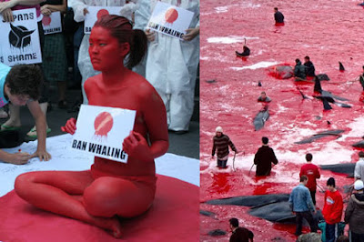 Se reanuda en Japón la sangrienta caza anual de ballenas en medio de críticas internacionales