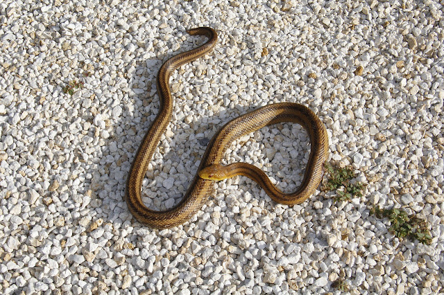 Texas coral snake: Identification, Characteristics, Facts, Behaviour, Poison, Antivenom