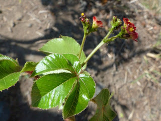 Médecinier rouge - Médecinier sauvage - Pourghère rugueuse - Médicinier à feuilles de cotonnier - Jatropha gossypiifolia