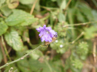 purple flower in Mushk Puri