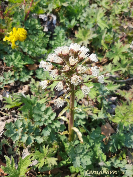 Белокопытник Татеваки (Petasites tatewakianus)