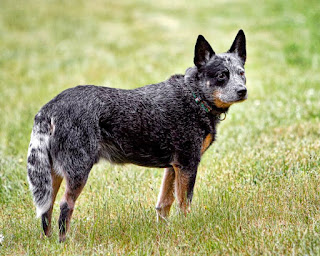 Australian Cattle Dog-pets-dogs-dog breeds