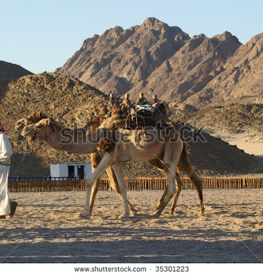 Camel pics