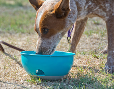 Self-loading puzzle feeder food toy for dogs