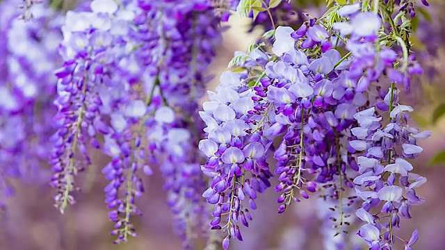 Wisteria