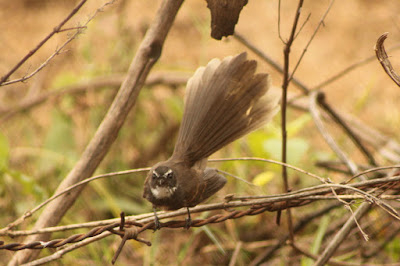 Brown bush warbler