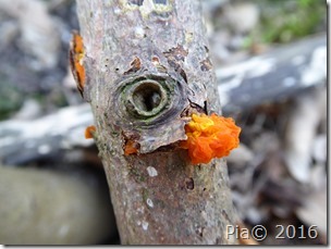 P1100196