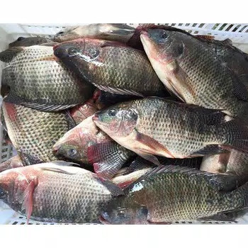 Harga Supplier Jual Ikan Nila Bibit dan Konsumsi Semarang, Jawa Tengah