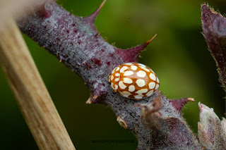 Naturfotografie Makrofotografie Weserbergland Olaf Kerber