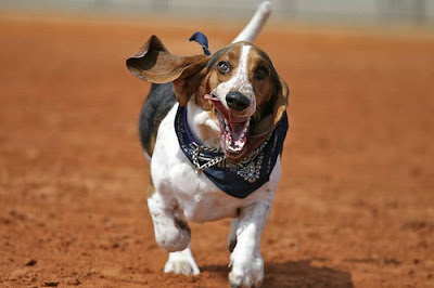 Running Basset Hounds Seen On www.coolpicturegallery.us