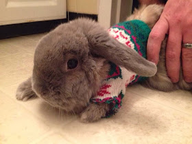 Funny animals of the week - 3 January 2014 (40 pics), bunny wears sweater
