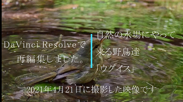 自然の水場にやってきたウグイスの動画です