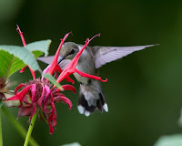 Vines For Hummingbirds