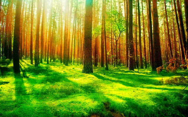 green forest wallpapers