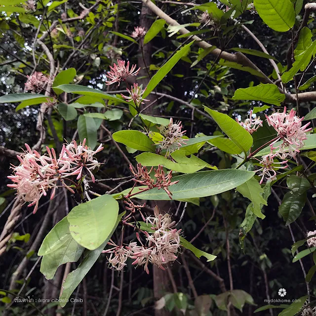 รายชื่อต้นไม้ ดอกเข็มพื้นเมืองของไทย ในสกุลเข็ม Ixora (วงศ์เข็ม Rubiaceae)
