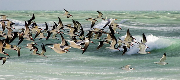 Bird's flock