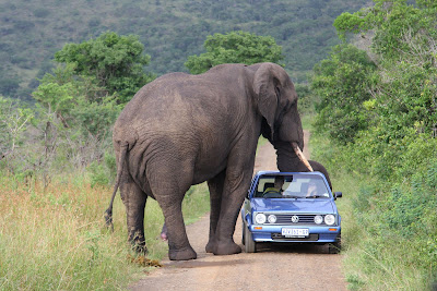  Elephant  Wild Animal Picture 