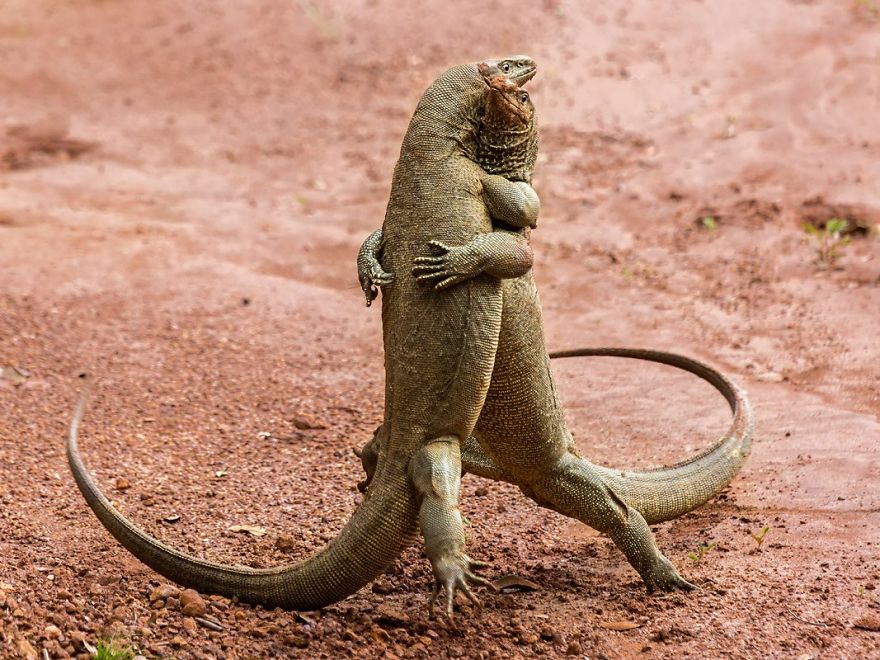 These Are The Finalists Of The Comedy Wildlife Photography Awards