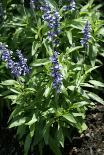 Sauge farineuse - Salvia farinacea