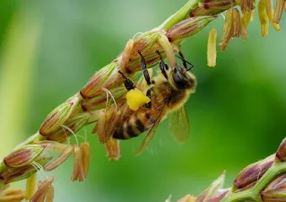 кукуруза как медоносное растение