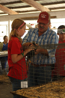 Chicken Judging