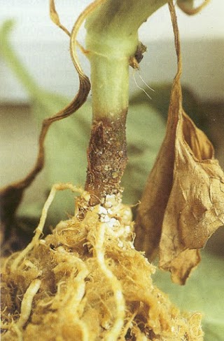 Rhizoctonia solani.- Podredumbre de cuello y raíz 