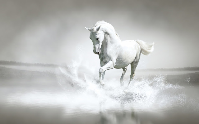 White Horse In Water Wallpaper