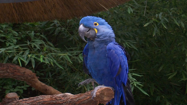 Hyacinth Macaws