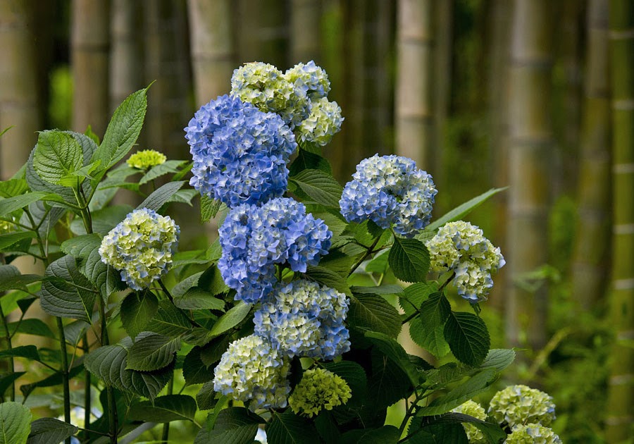 From The Garden Of Zen Ajisai Hydrangea Flowers In Kencho Ji