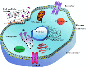 Diagram Of A Animal Cell With Labels. pictures asic animal cell