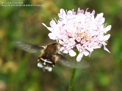 http://www.biodiversidadvirtual.org/insectarium/Bombylius-%28Zephyrectes%29-cruciatus-Fabricius-1798-img700554.html