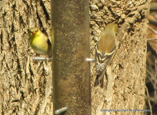 American Goldfinches